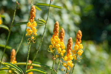 Cassia alata