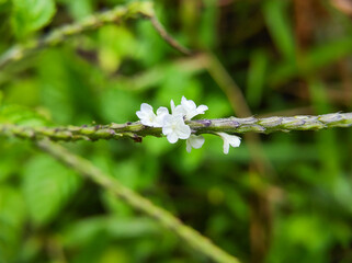 Verveine blanche